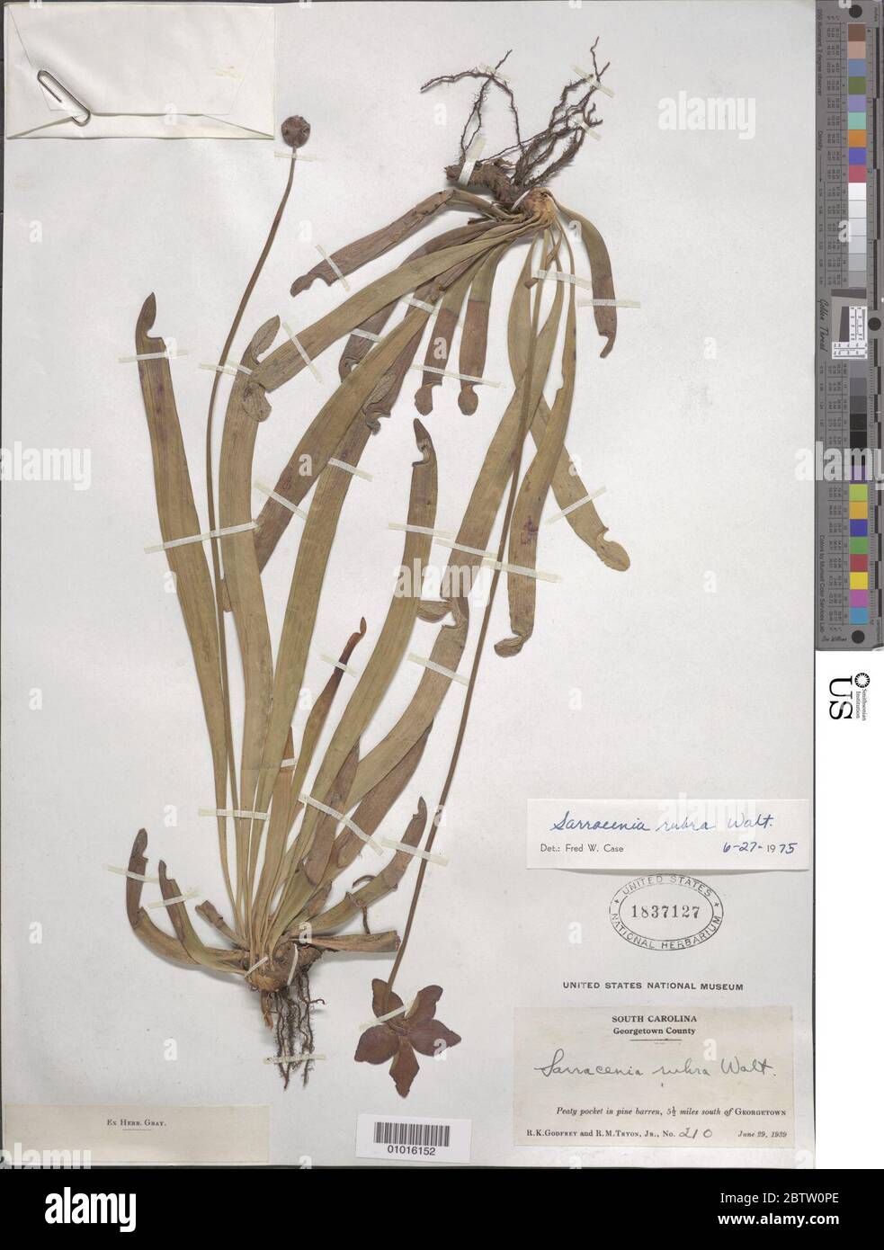 Sarracenia rubra Walter. Stock Photo