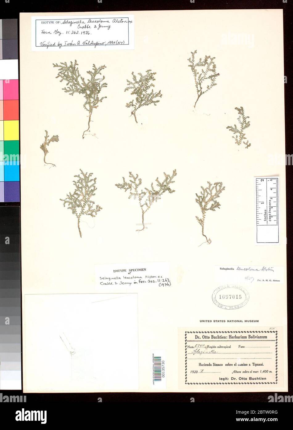 Selaginella leucoloma Alston ex Crabbe Jermy. Stock Photo