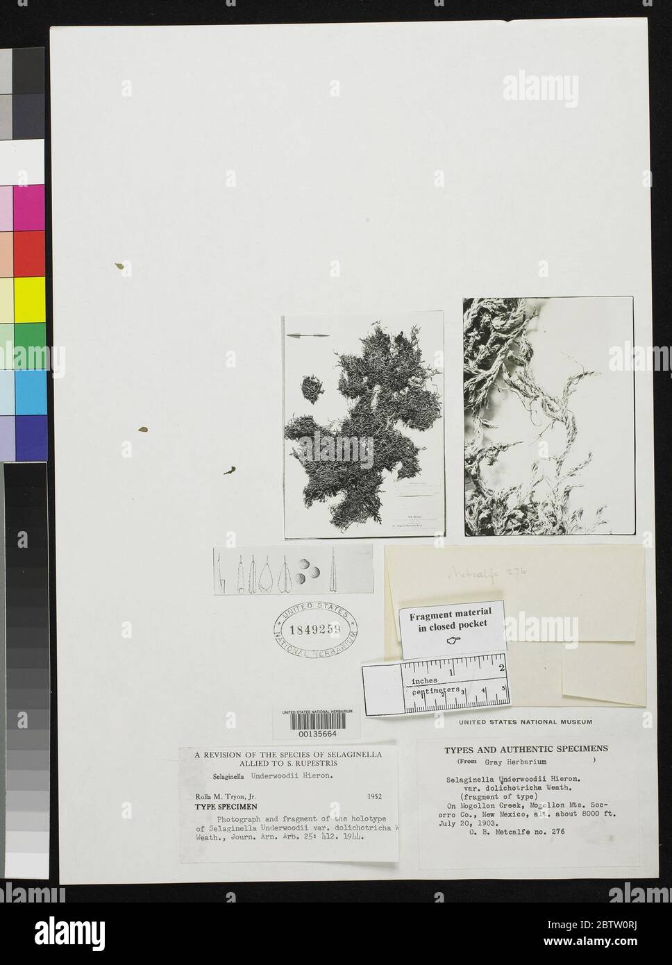 Selaginella underwoodii var dolichotricha Weath. Stock Photo