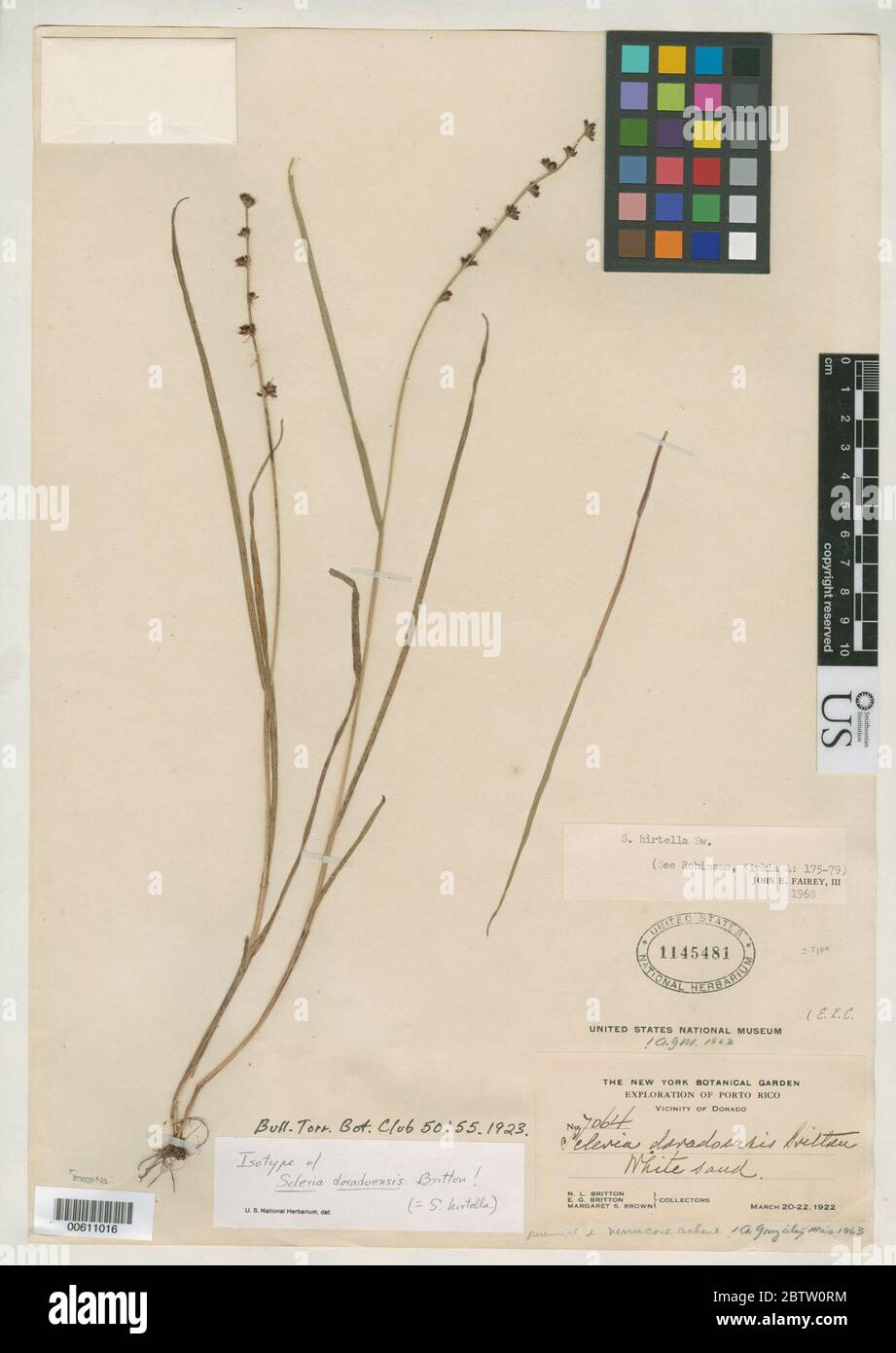 Scleria doradoensis Britton. Stock Photo