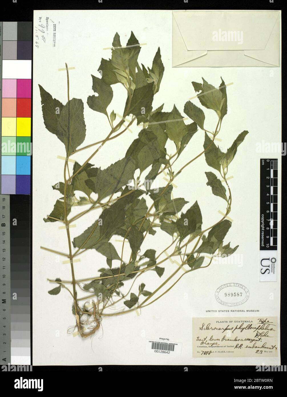 Sclerocarpus phyllocephalus SF Blake. Stock Photo