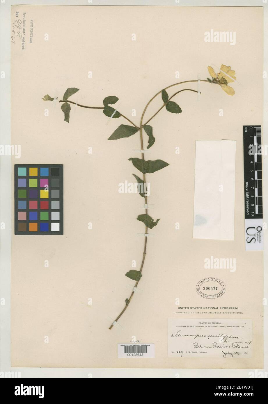 Sclerocarpus sessilifolius Greenm. Stock Photo