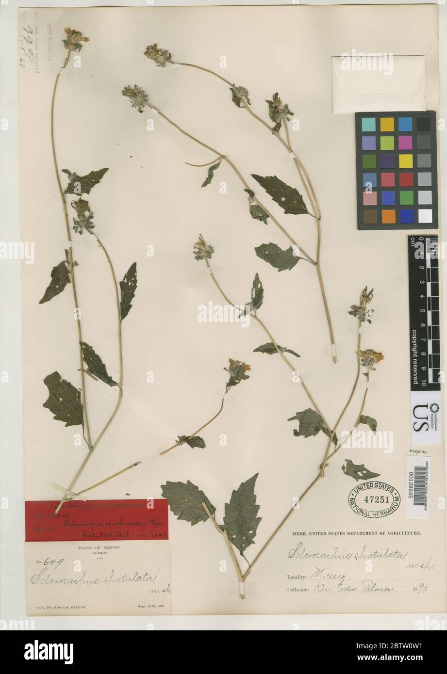 Sclerocarpus spatulatus Rose. Stock Photo