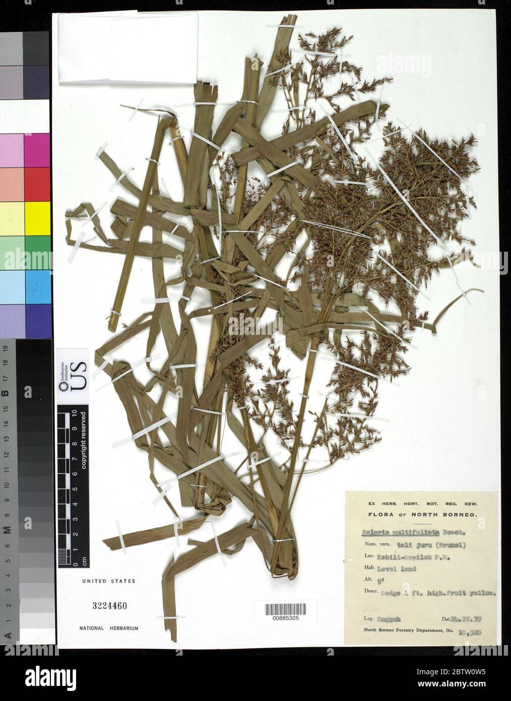 Scleria multifoliata Boeckeler. Stock Photo