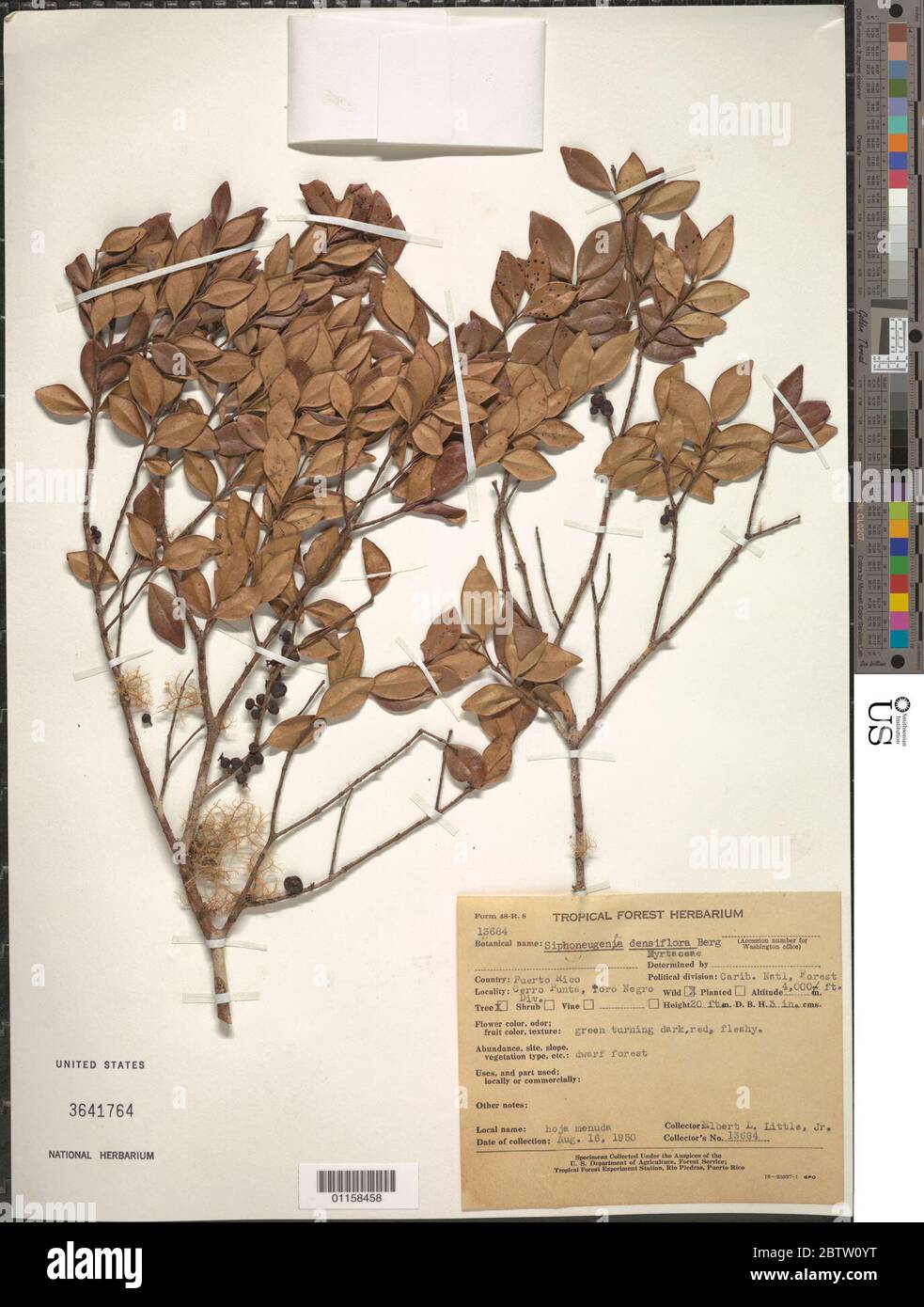 Siphoneugena densiflora O Berg. Stock Photo
