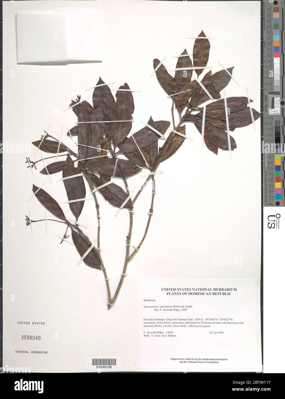 Stenostomum apiculatum Britton Standl. Stock Photo
