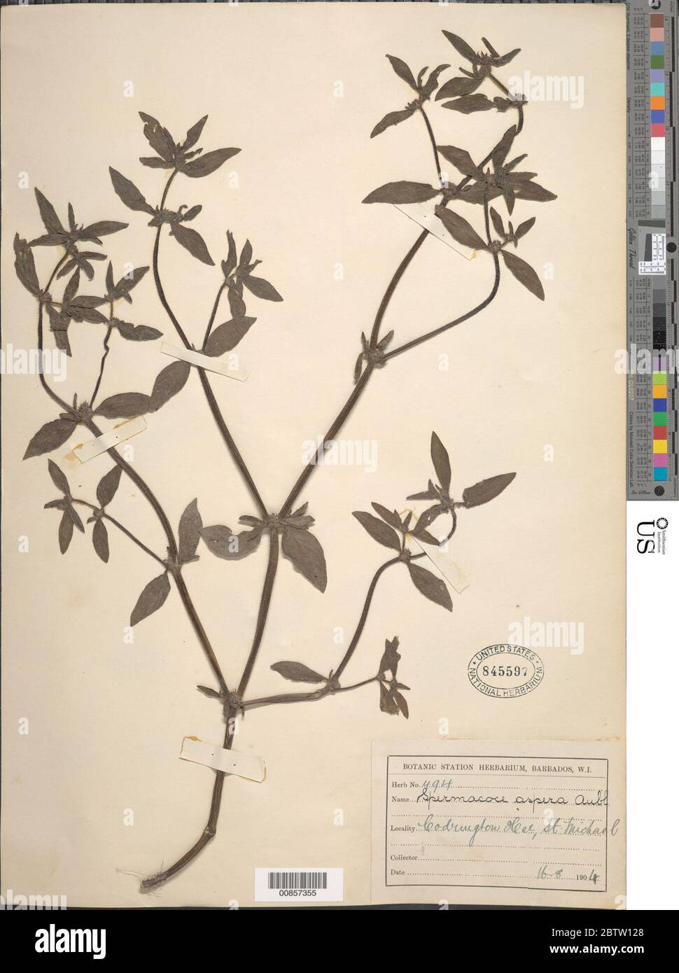 Spermacoce latifolia Aubl. Stock Photo