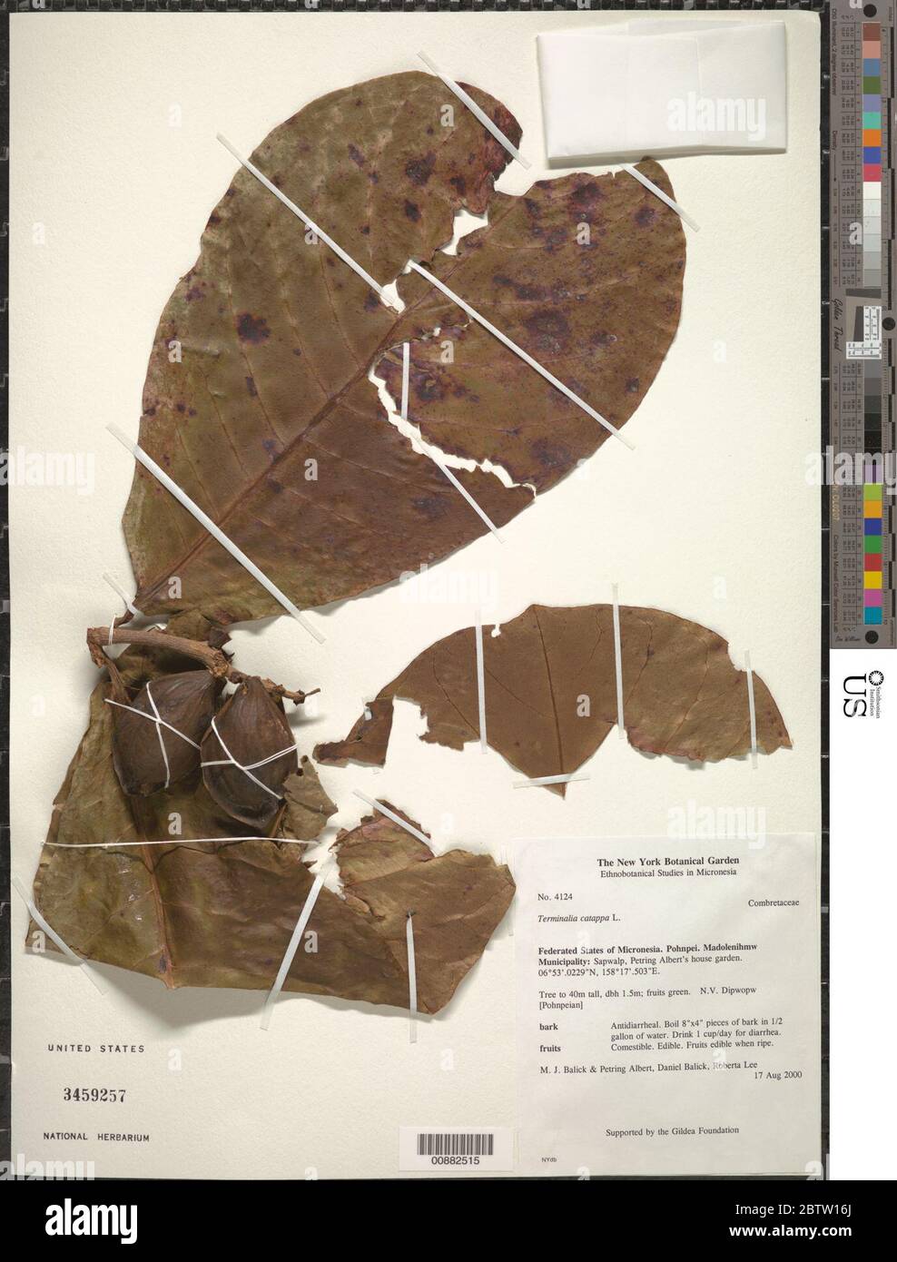 Terminalia catappa L Stock Photo - Alamy