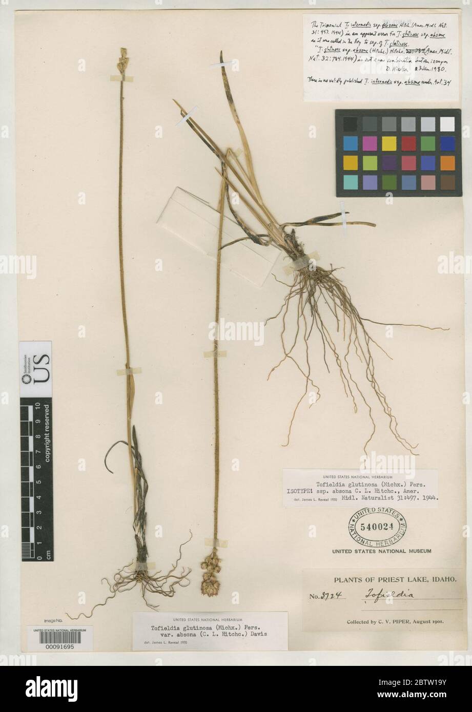 Tofieldia glutinosa subsp absona CL Hitchc. Stock Photo