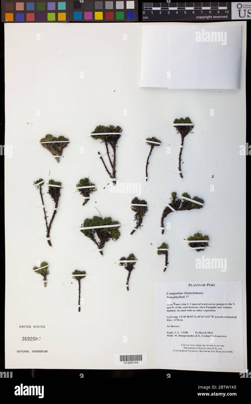 Xenophyllum ciliolatum A Gray VA Funk. Stock Photo
