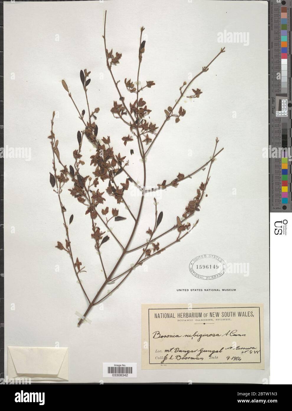 Boronia rubiginosa A Cunn ex Endl. 12 Jul 20191 Stock Photo