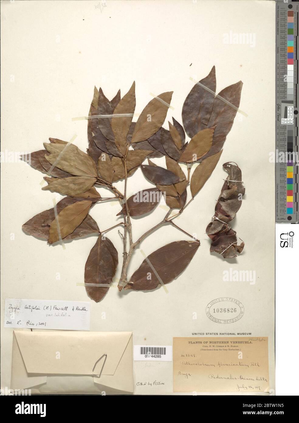 Zygia latifolia var latifolia L Fawc Rendle. Stock Photo