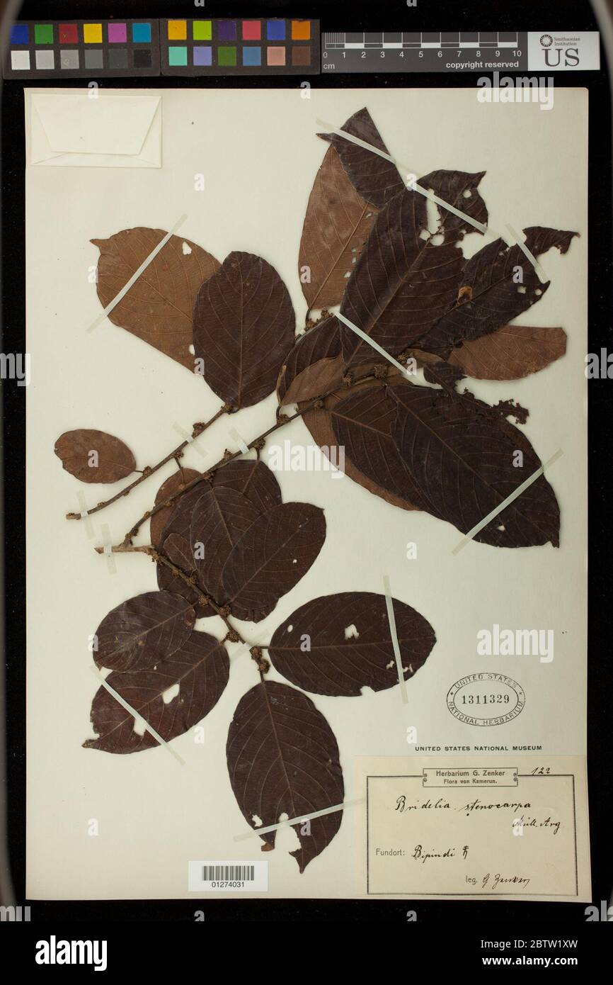 Bridelia stenocarpa Mll Arg. Stock Photo