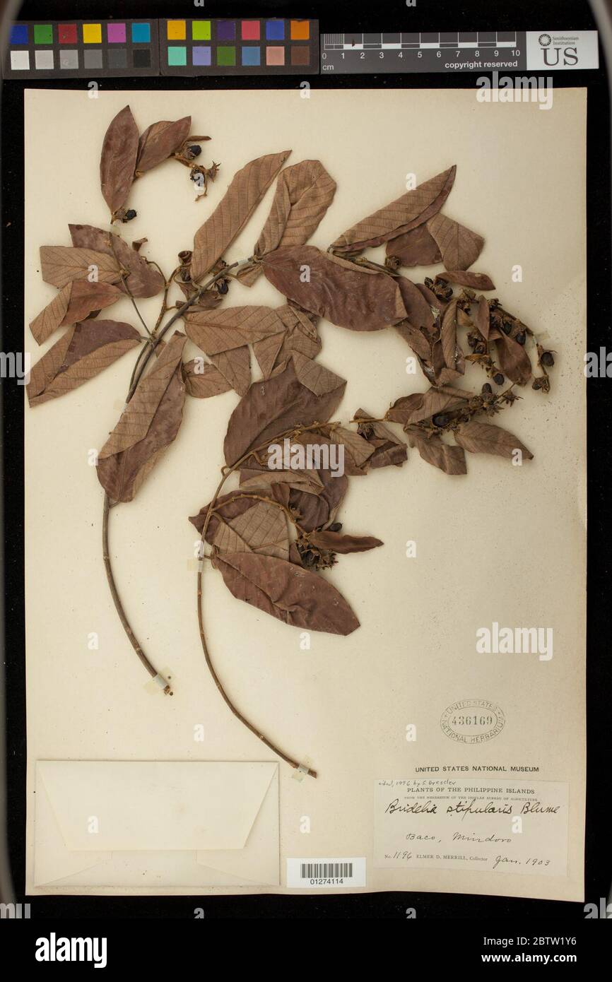 Bridelia stipularis L Blume. Stock Photo