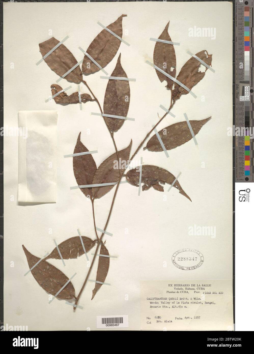 Calyptranthes caroli. Stock Photo