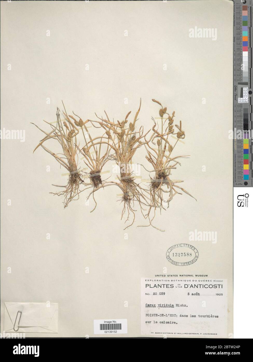 Carex viridula. Stock Photo