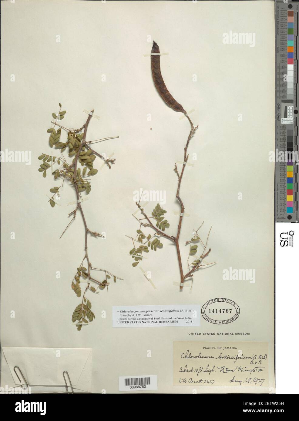 Chloroleucon mangense var lentiscifolium A Rich Barneby JW Grimes. Stock Photo