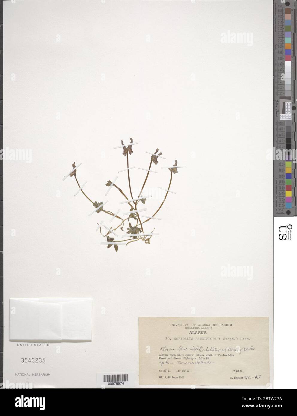 Corydalis pauciflora Stephan ex Willd Pers. Stock Photo