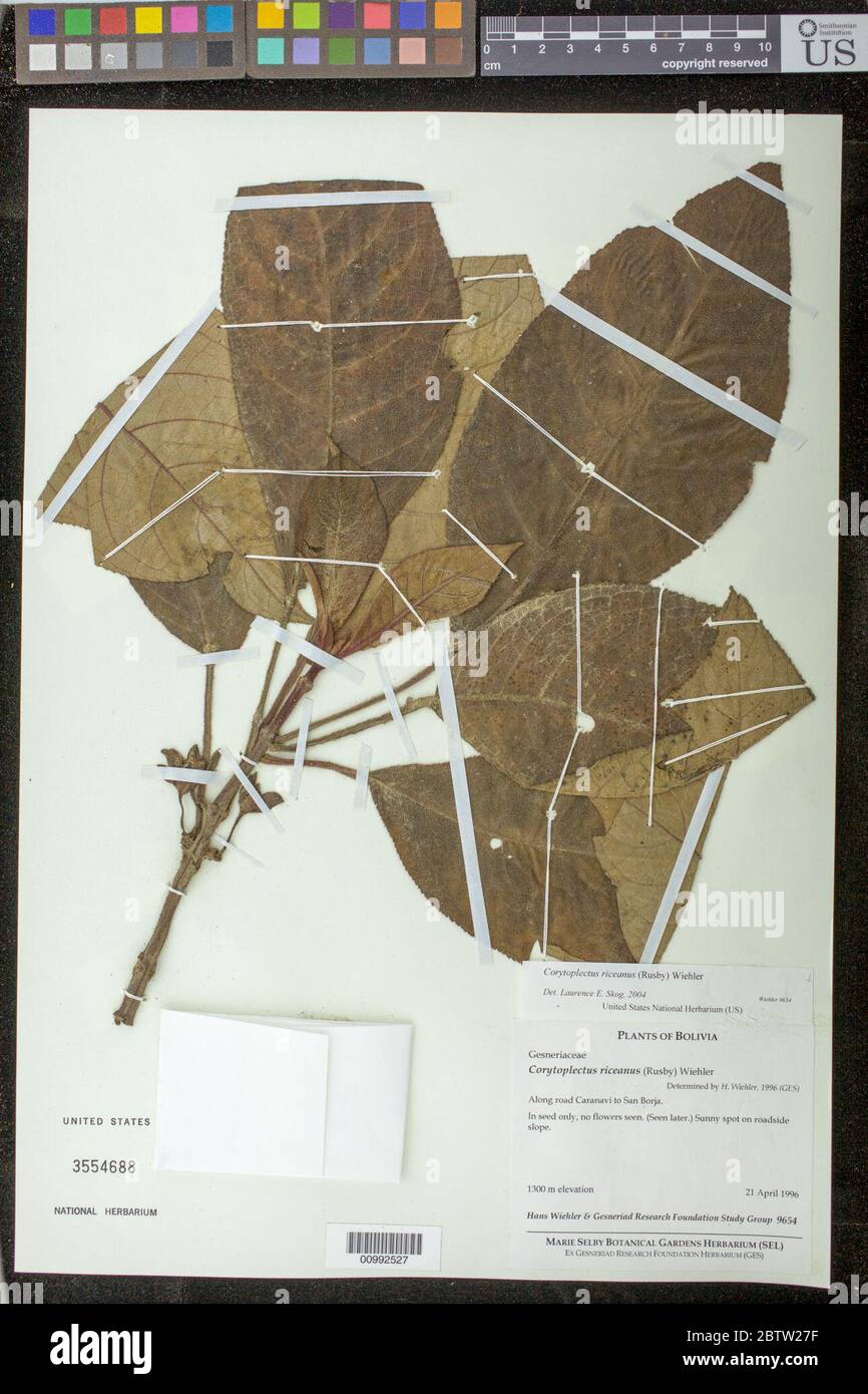 Corytoplectus riceanus Rusby Wiehler. Stock Photo