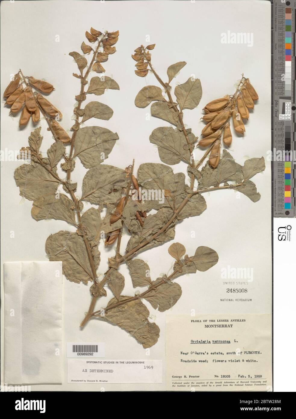 Crotalaria verrucosa L. Stock Photo