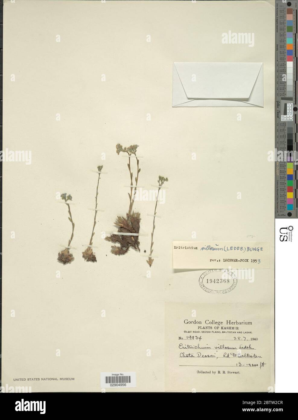 Eritrichium villosum Ledeb Bunge. Stock Photo