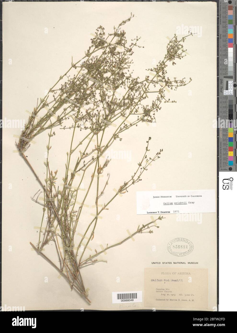 Galium wrightii A Gray. Stock Photo