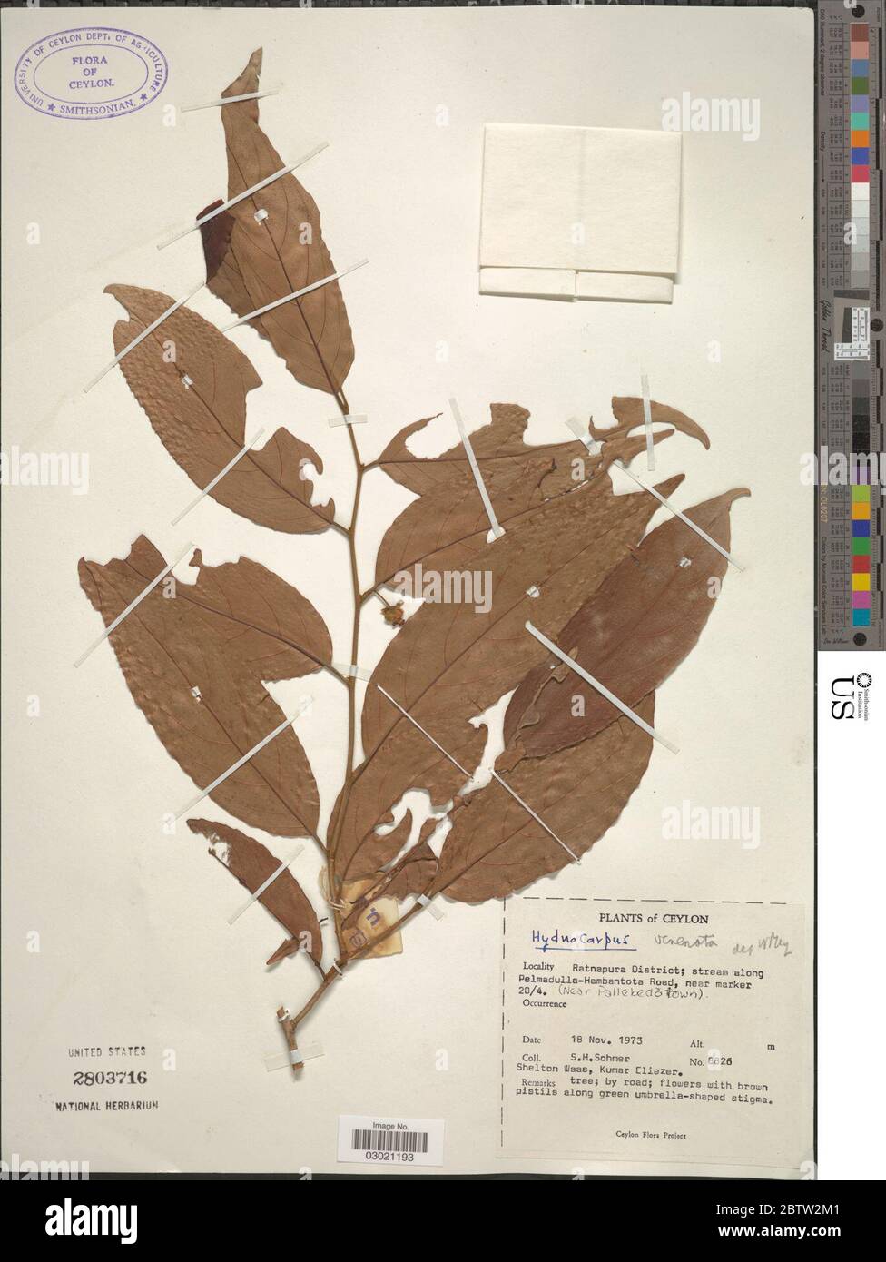 Hydnocarpus venenata. Stock Photo
