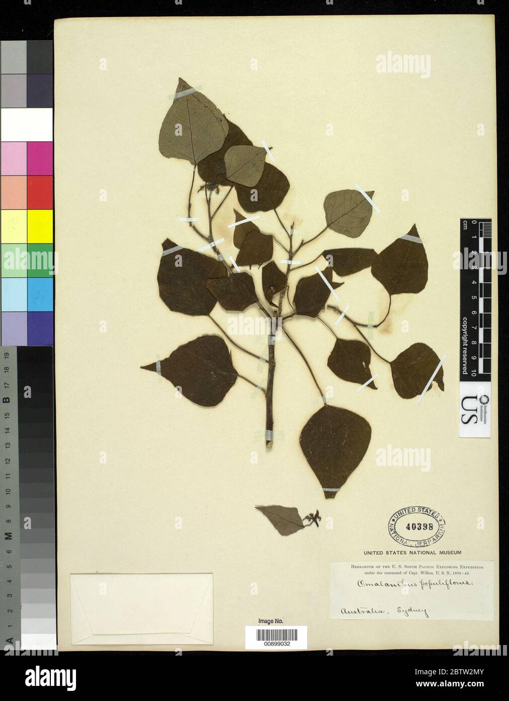 Homalanthus novoguineensis Warb K Schum. Stock Photo