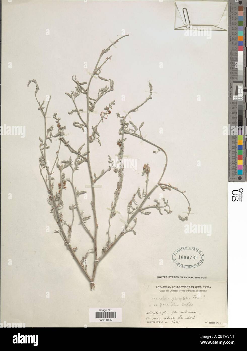 Indigofera oblongifolia Forssk. Stock Photo