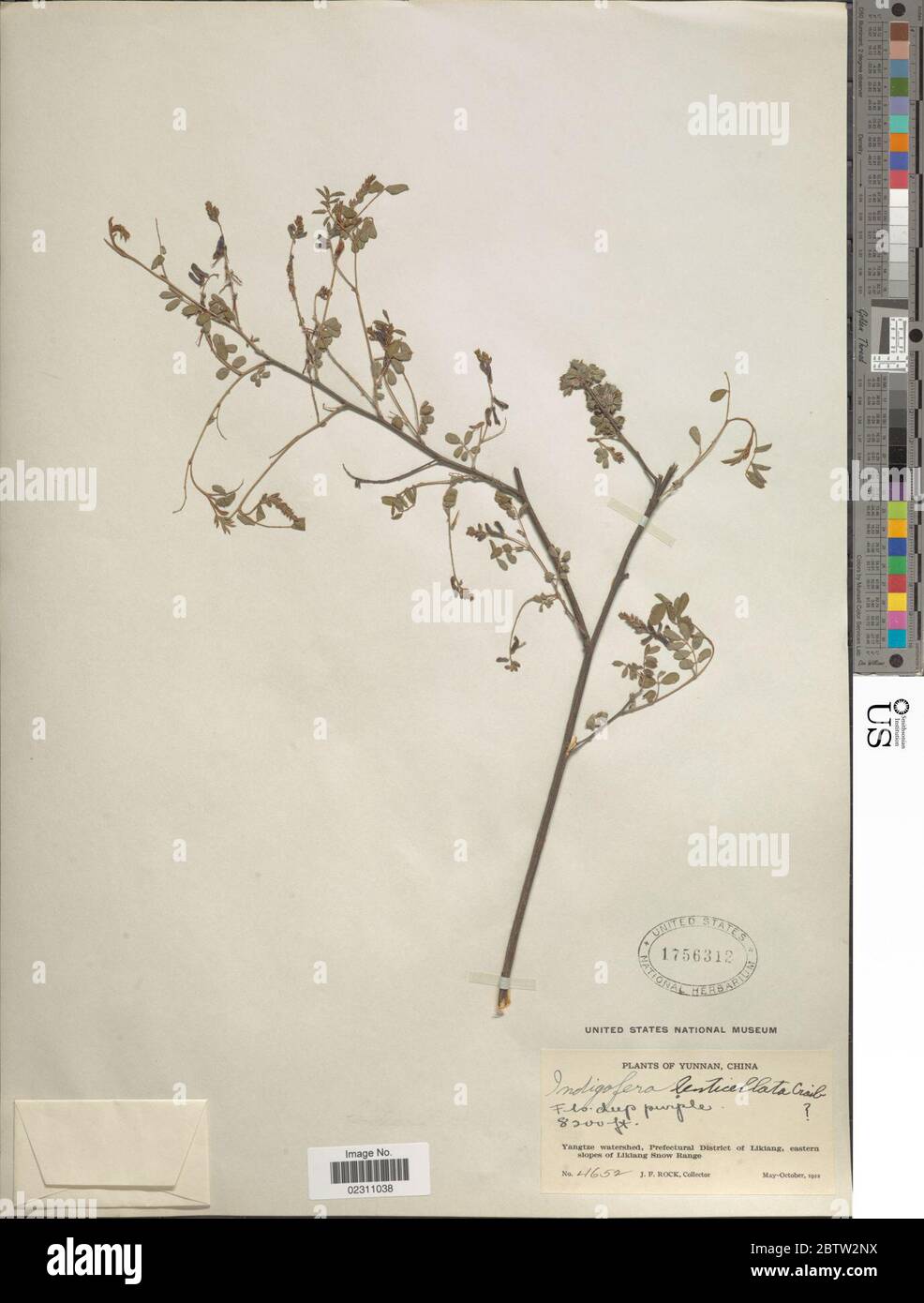 Indigofera lenticellata Craib. Stock Photo