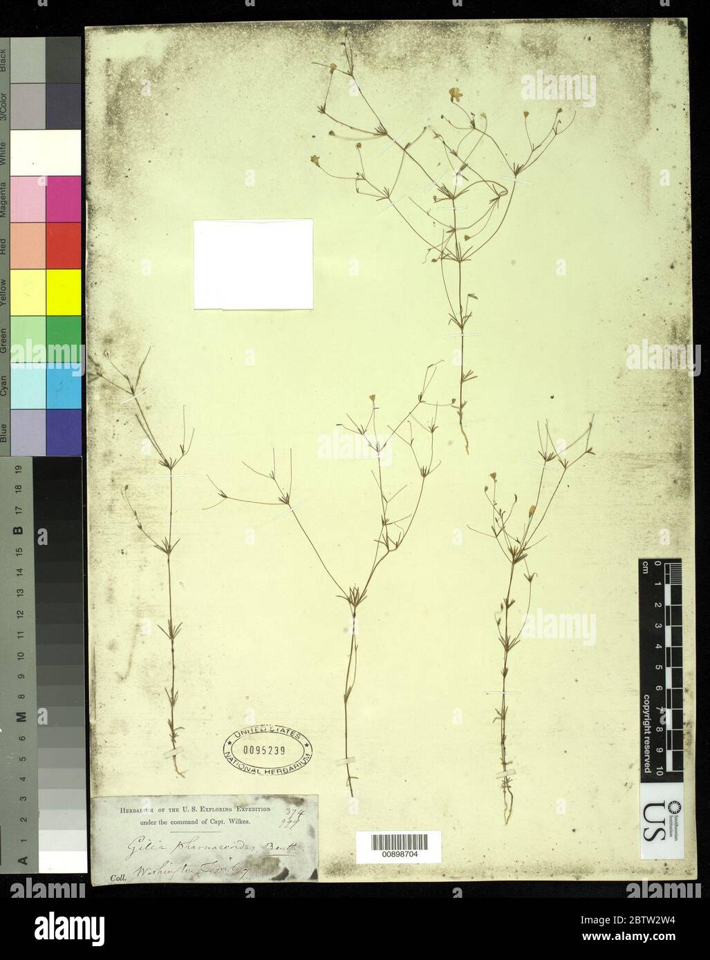 Linanthus pharnaceoides Benth Greene. Stock Photo