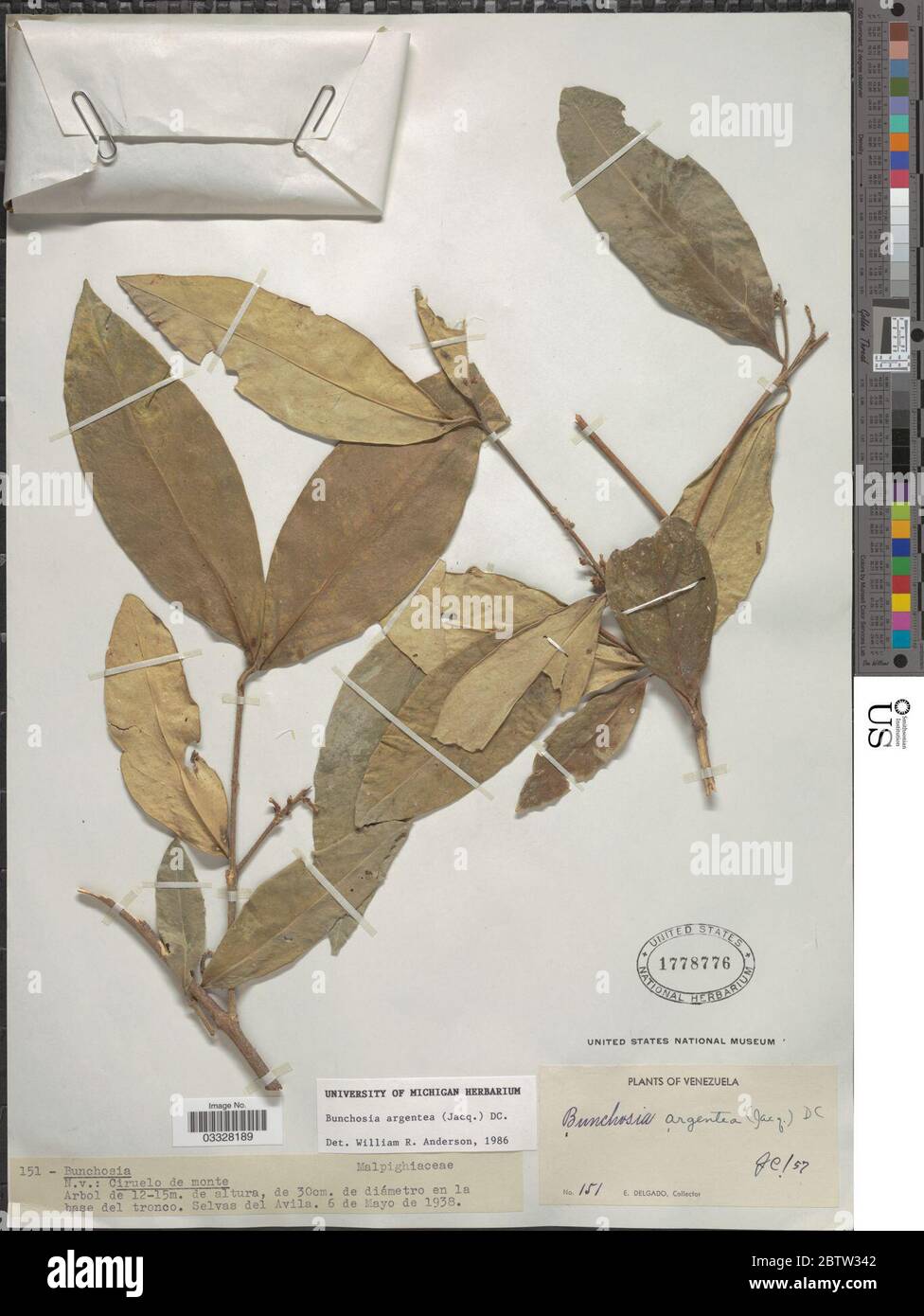 Bunchosia argentea Jacq DC. 12 Jul 20191 Stock Photo