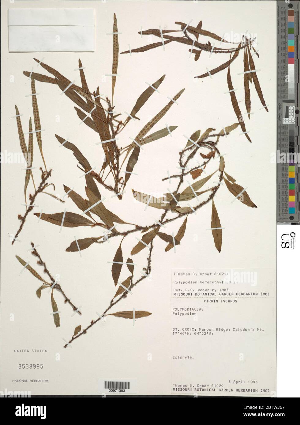 Microgramma heterophylla L Wherry. Stock Photo