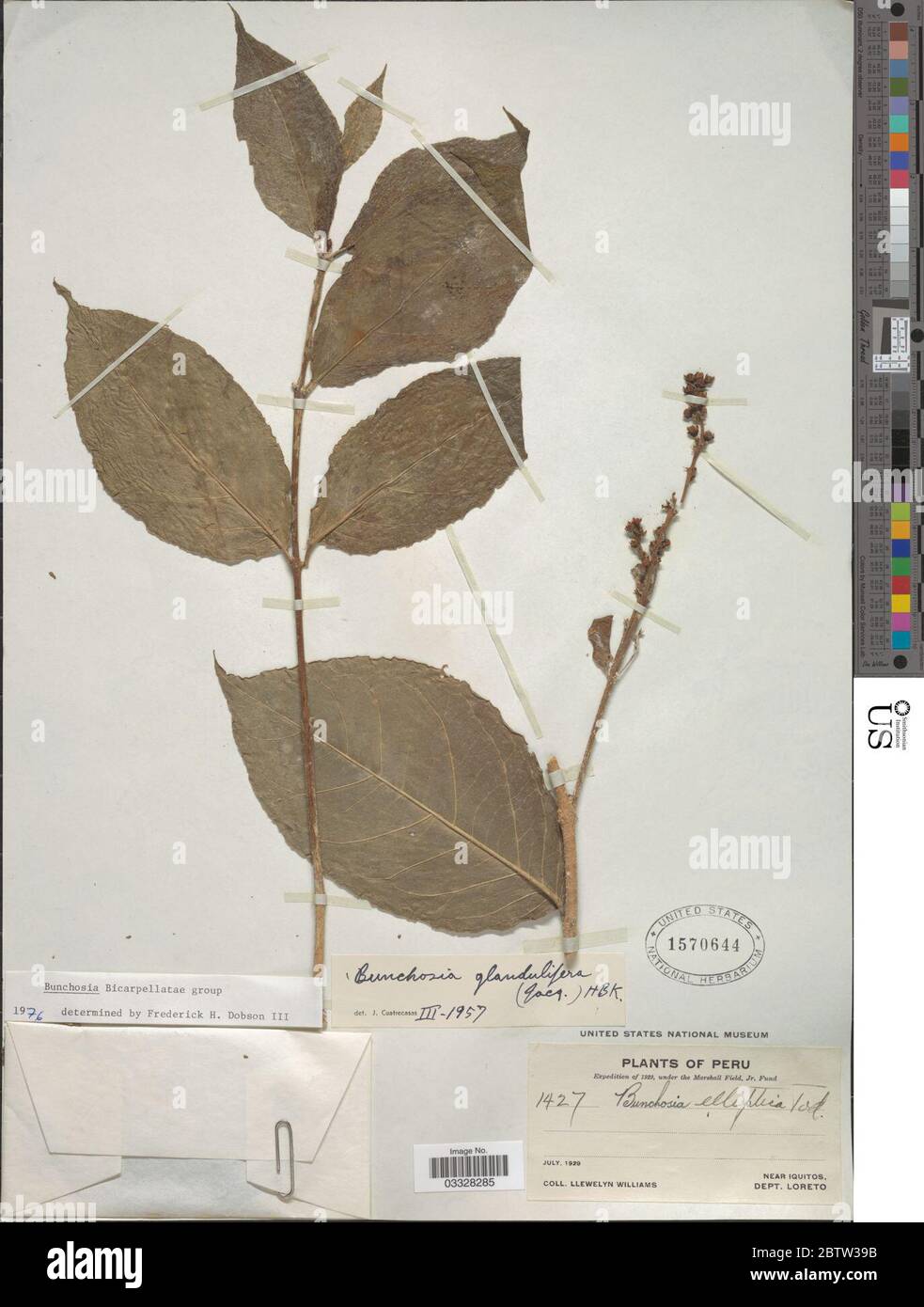 Bunchosia glandulifera Jacq Kunth. 12 Jul 20191 Stock Photo