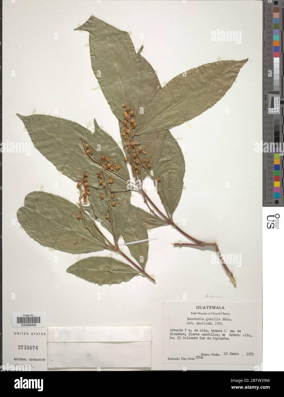 Bunchosia lindeniana A Juss. 12 Jul 20191 Stock Photo