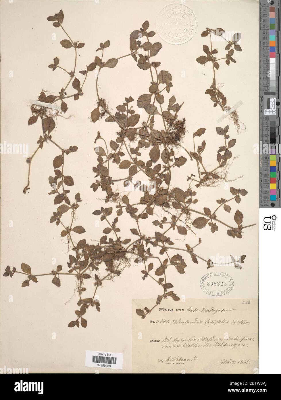 Oldenlandia latifolia M Martens Galeotti. Stock Photo