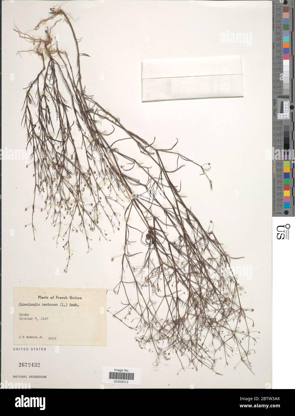 Oldenlandia herbacea L Roxb. Stock Photo