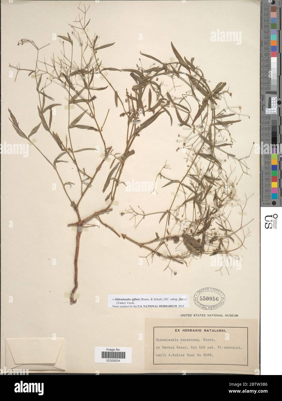 Oldenlandia affinis subsp fugax Vatke Verdc. Stock Photo