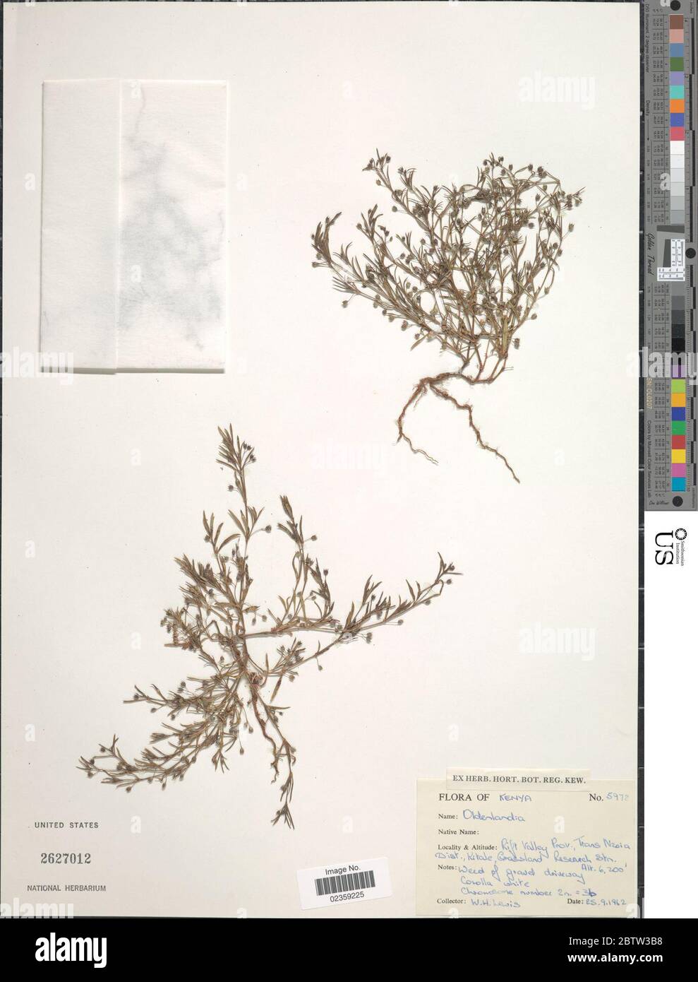 Oldenlandia sp. Stock Photo