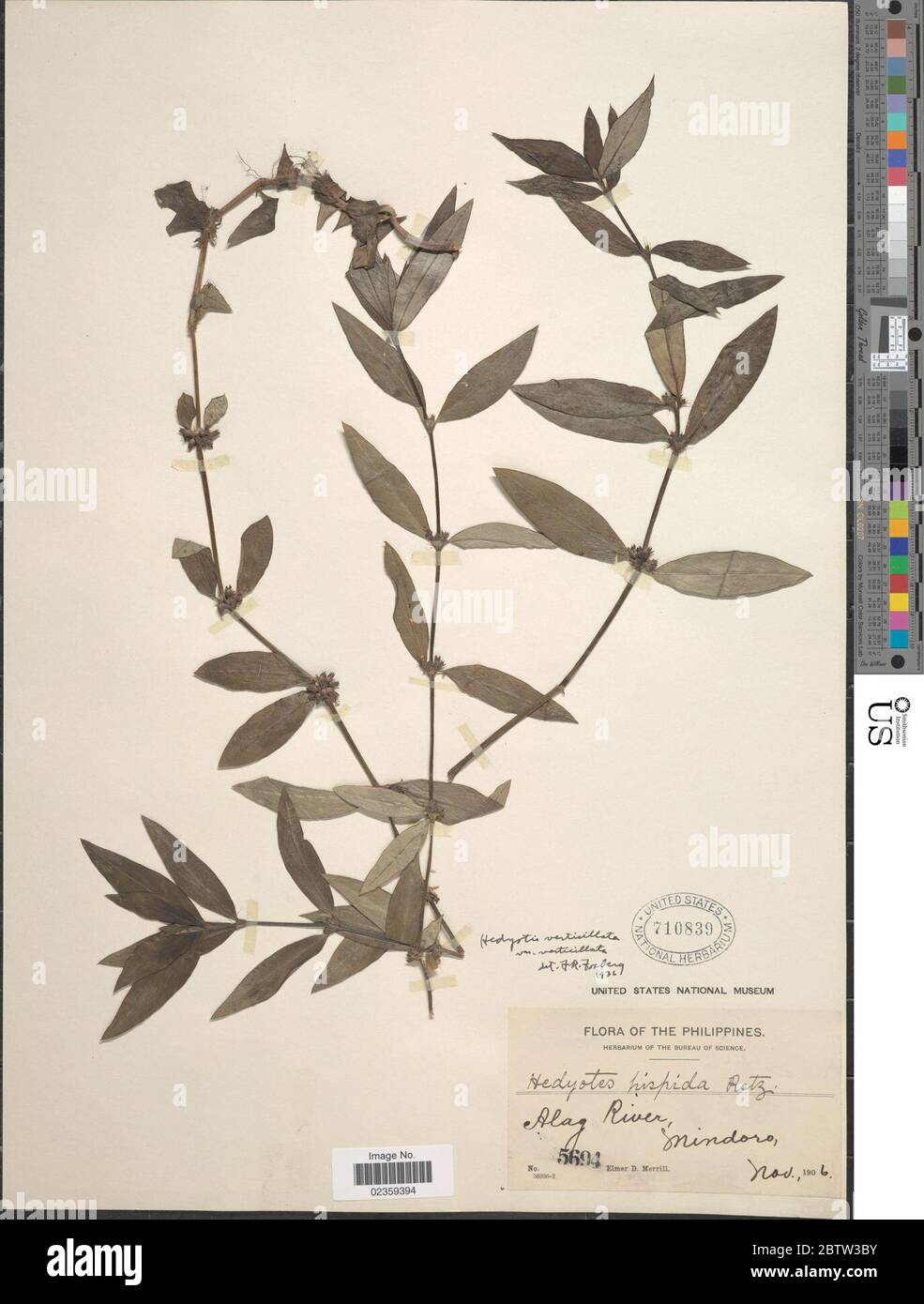 Oldenlandia verticillata L. Stock Photo