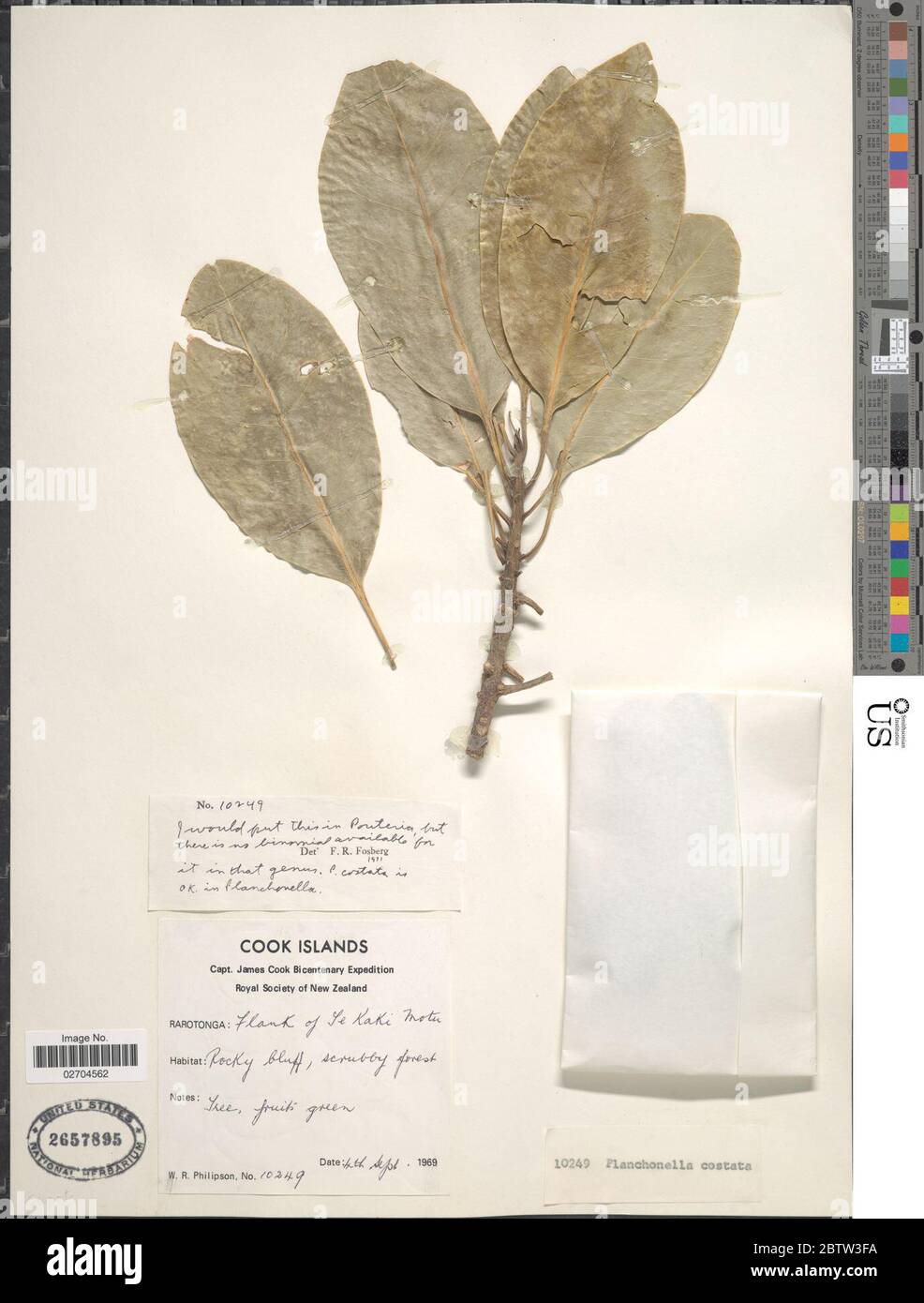 Planchonella costata var vitiensis A Gray HJ Lam. Stock Photo