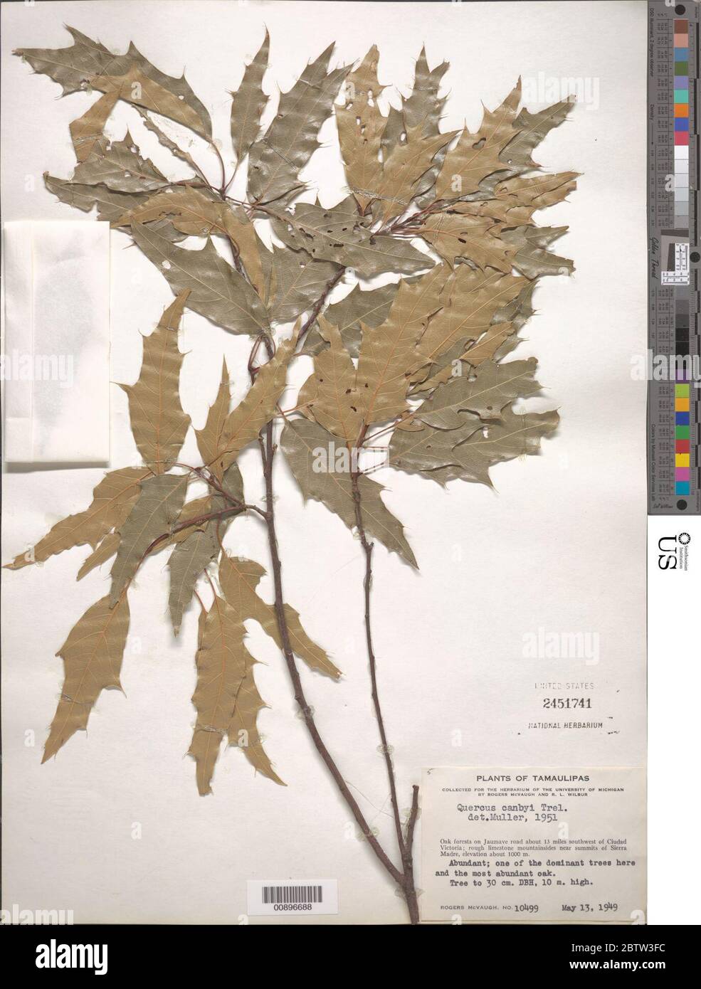 Quercus canbyi Trel. Stock Photo