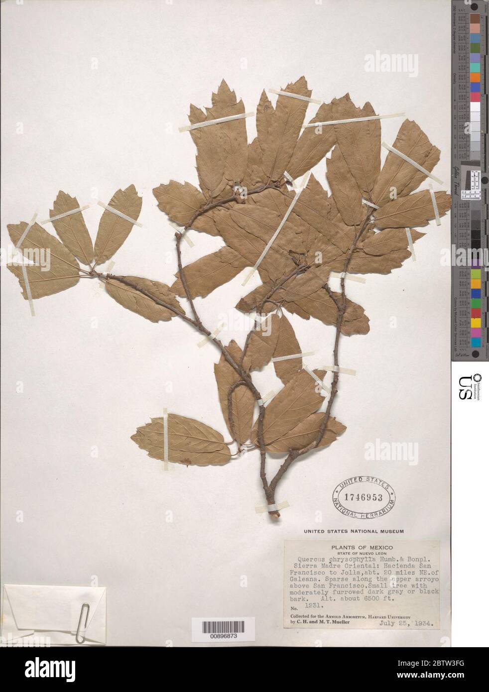 Quercus chrysophylla Humb Bonpl. Stock Photo