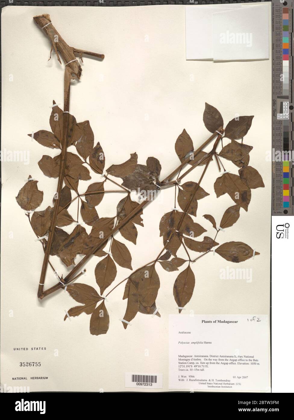 Polyscias amplifolia Harms. Stock Photo