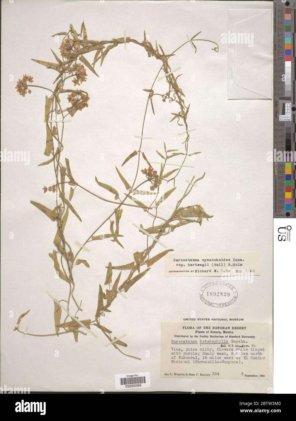 Sarcostemma cynanchoides subsp hartwegii Vail RW Holm. Stock Photo