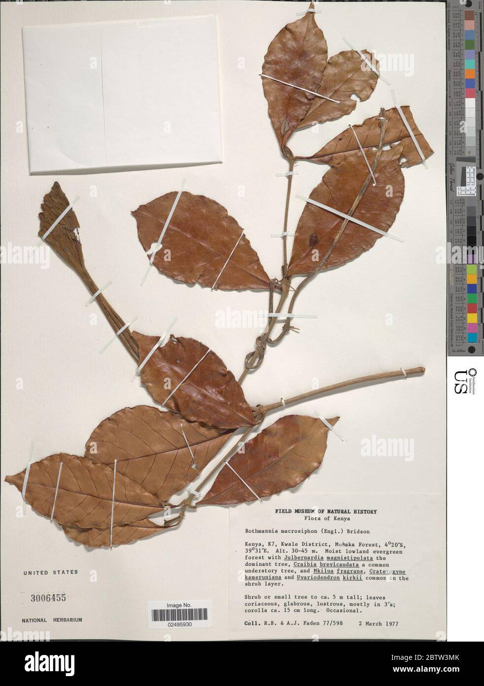Rothmannia macrosiphon Engl Bridson. Stock Photo