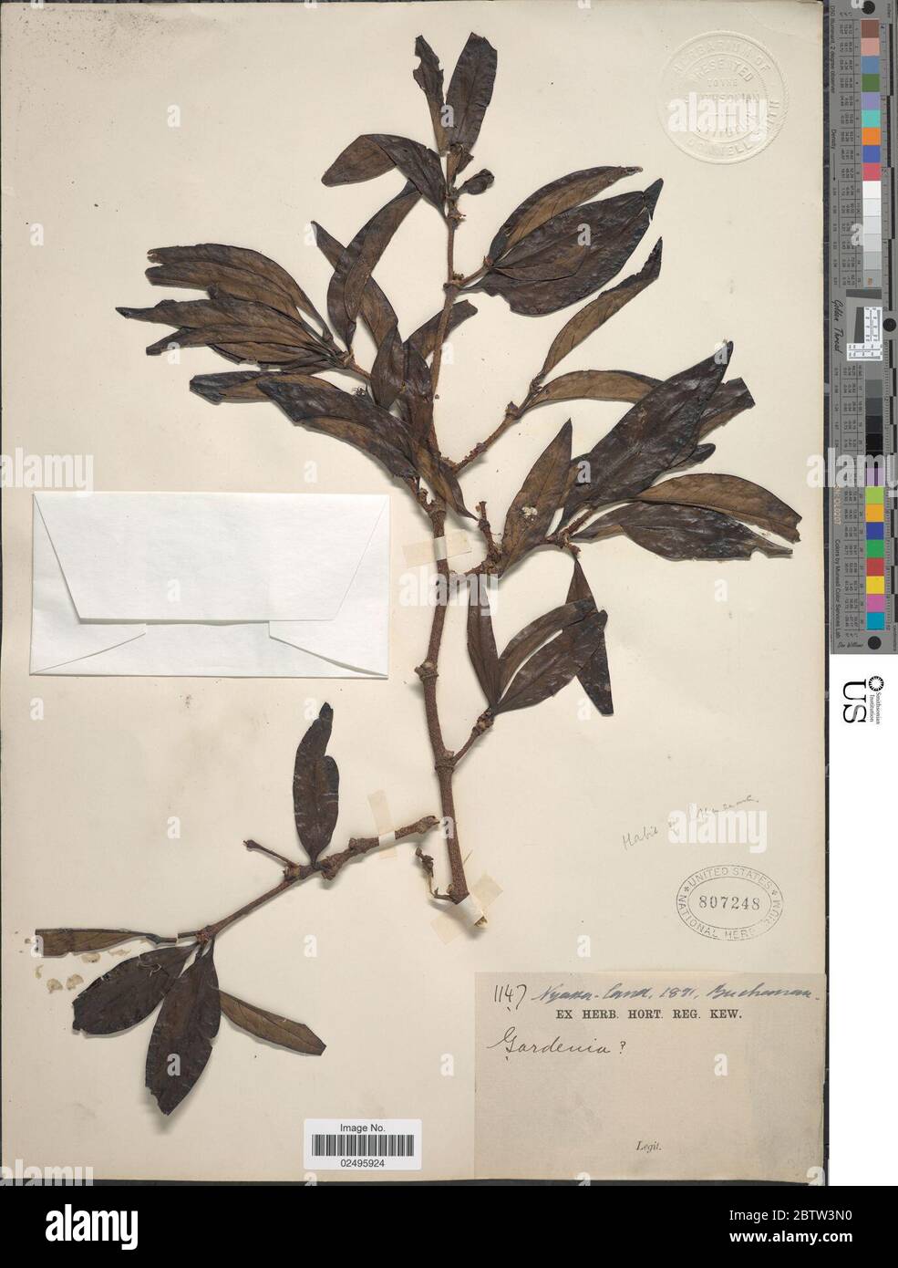 Rothmannia capensis Thunb. Stock Photo