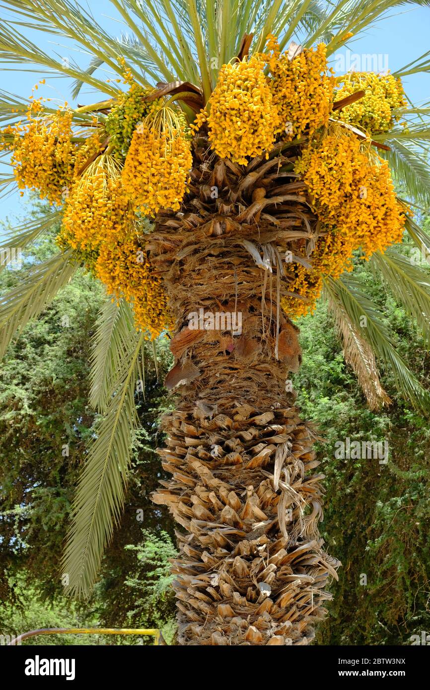 Peru Huacachina - Raw bunch of Date Palm tree hanging on the tree stock Stock Photo