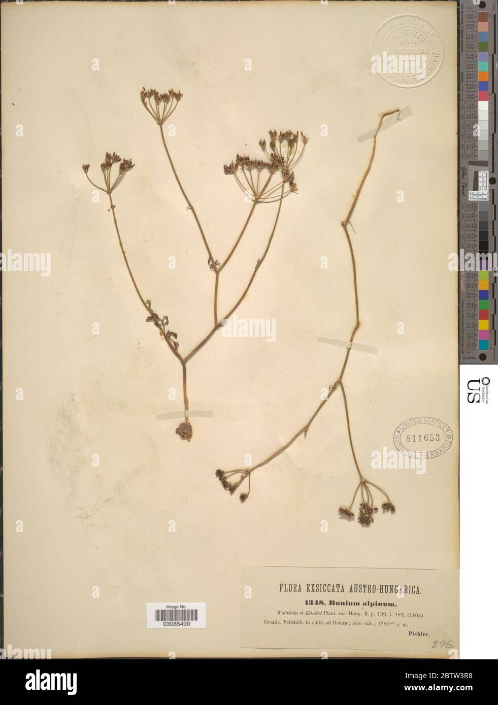 Bunium alpinum Waldst Kit. Stock Photo
