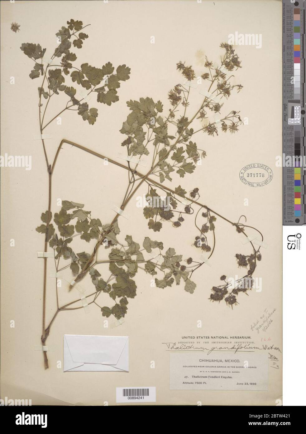 Thalictrum grandifolium S Watson. Stock Photo